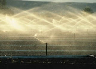 Sugar Land, TX irrigation system